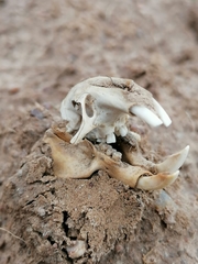 Cryptomys hottentotus