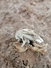 Cryptomys hottentotus