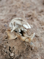 Cryptomys hottentotus