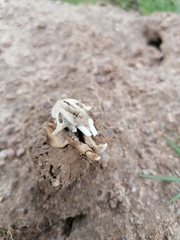 Cryptomys hottentotus