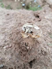 Cryptomys hottentotus