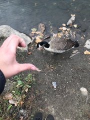 Branta canadensis