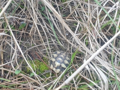 Testudo hermanni