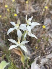 Caladenia marginata