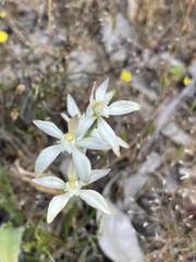 Caladenia marginata