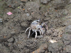 Pseudohelice subquadrata