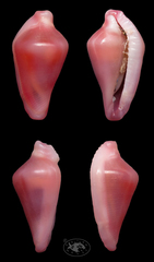Dentiovula horai