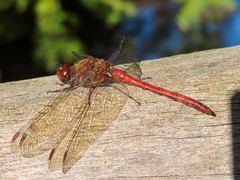 Sympetrum