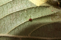 Cecidomyiini