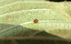 Cecidomyiini