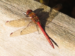 Sympetrum