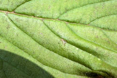 Cecidomyiini