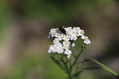 fuzáč kvetový (Stenurella melanura)