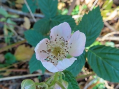 Rubus