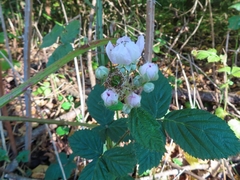 Rubus