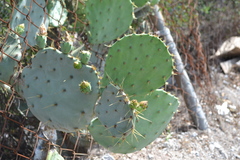 Opuntia