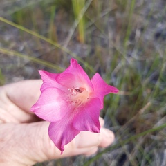 Gladiolus meridionalis