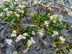 Pharnaceum cordifolium