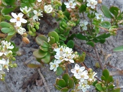 Pharnaceum cordifolium