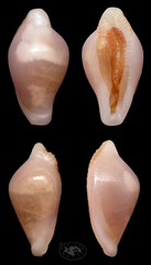 Diminovula concinna