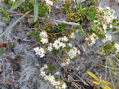 Pharnaceum cordifolium