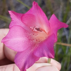 Gladiolus meridionalis