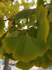 Ginkgo biloba