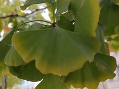 Ginkgo biloba