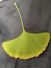 Ginkgo biloba