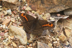 Adelpha levona