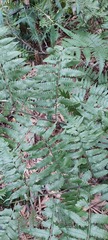 Diplazium taiwanense