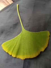Ginkgo biloba