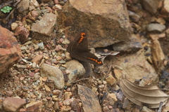 Adelpha levona
