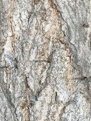 Ginkgo biloba