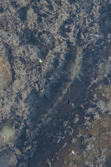 Proterorhinus semilunaris