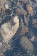 Proterorhinus semilunaris