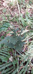 Pteris grevilleana
