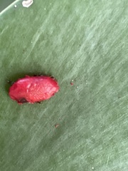 Momordica charantia image