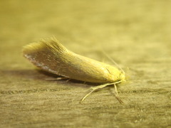 Crassa tinctella