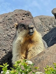 Marmota camtschatica