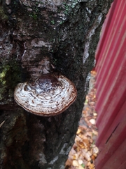 Fomes fomentarius