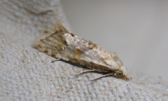 Cochylimorpha straminea