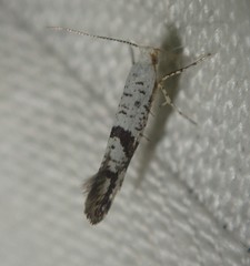 Argyresthia curvella