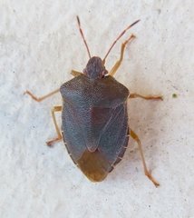 Palomena prasina