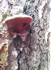 Fomes fomentarius