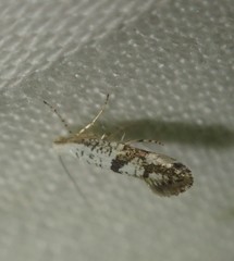 Argyresthia curvella