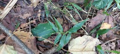 Ichnanthus pallens