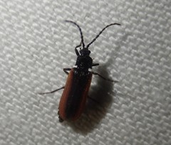 Omalisus fontisbellaquei