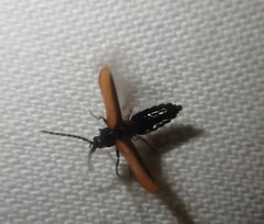 Omalisus fontisbellaquei