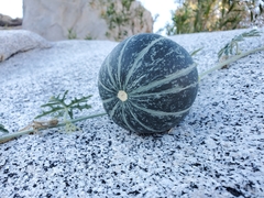 Cucurbita cordata